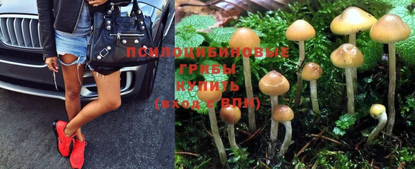 прущие грибы Баксан